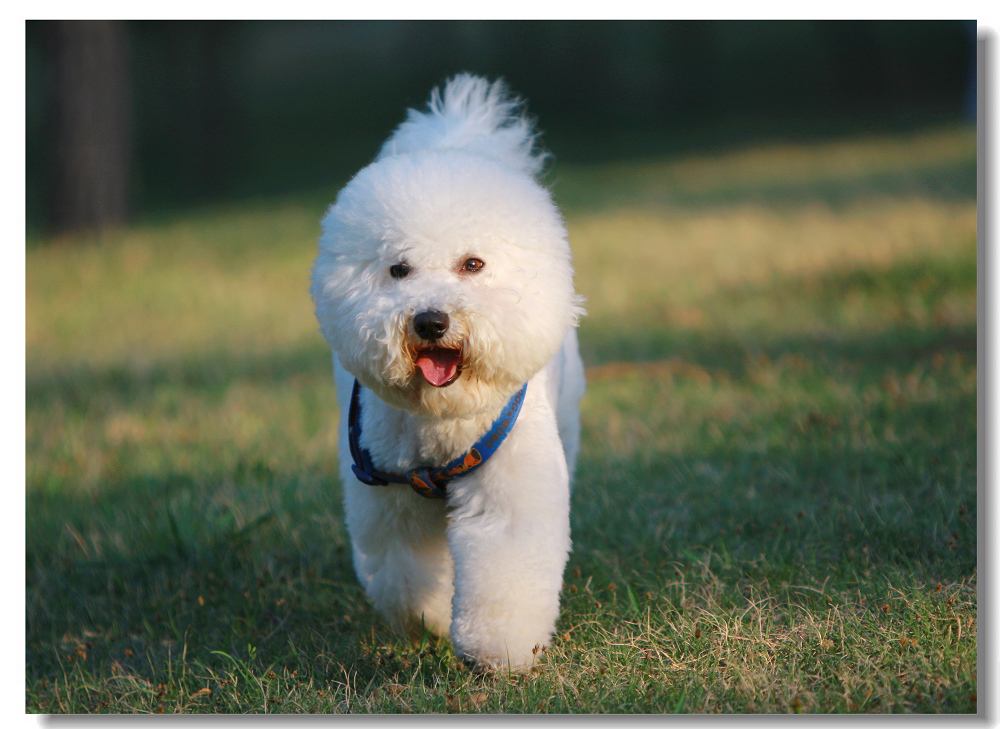 比熊犬怎么喂养?照这样准没错