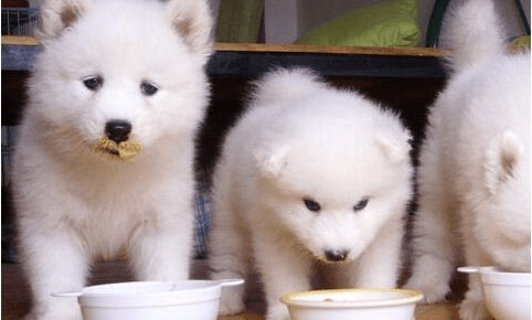 狗狗吃什么补钙?  选对食物和方法很重要