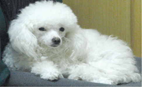 贵宾犬是泰迪吗?一个造型改变名称
