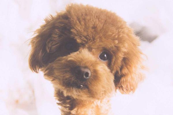 贵宾犬听到声音就叫怎么办?观察下是不是这些原因