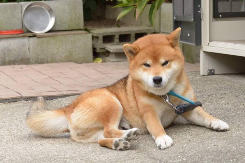 柴犬有几种颜色?常见的就是黄色