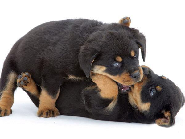 狗狗得狂犬病的症状,见到这些情况要注意了