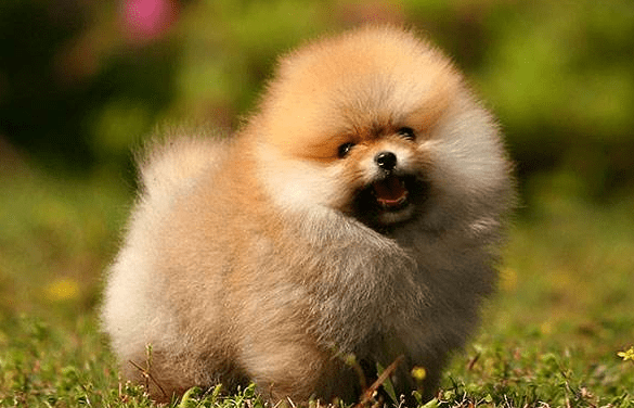 博美不打疫苗会怎样？于人于己都是很不好