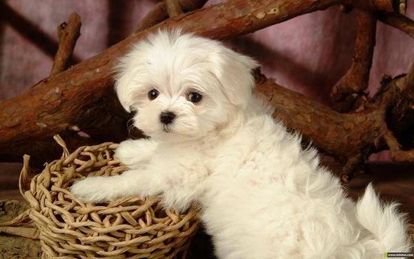 狗粮的制作方法，给你五个自制狗粮配方