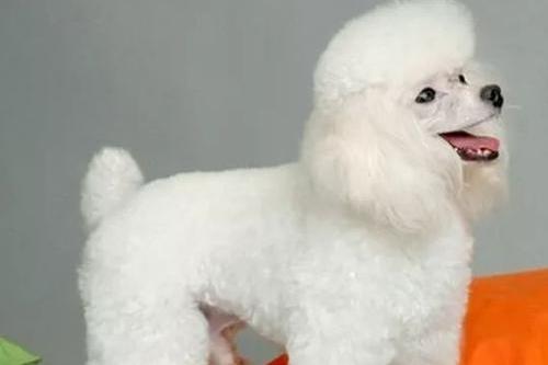 贵宾犬突然呕吐怎么办？不清楚原因的情况下送医院吧