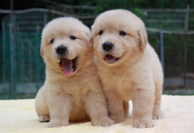 金毛吃什么狗粮好? 畅销狗粮品牌专业评测