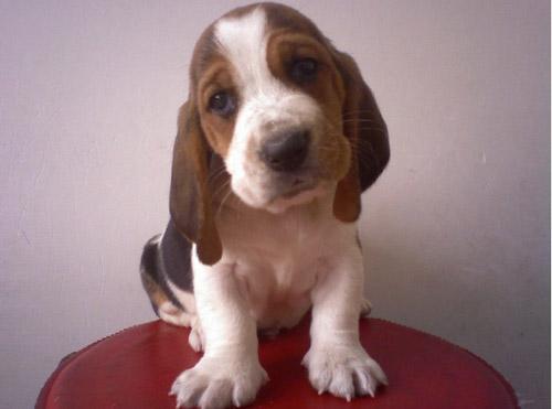 巴吉度犬吃什么？其实他们并不挑食