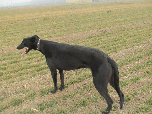 格力犬哪里有卖?大概多少钱一只