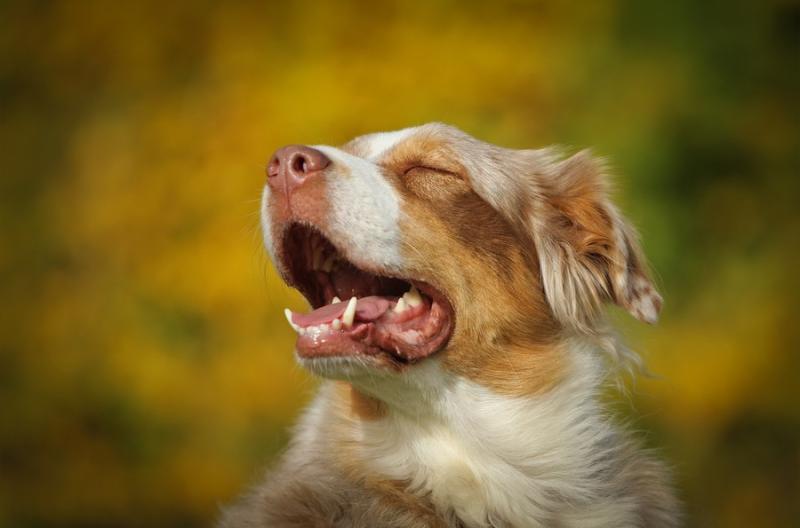 狗狗吐血是怎么回事？先别慌搞清楚原因先