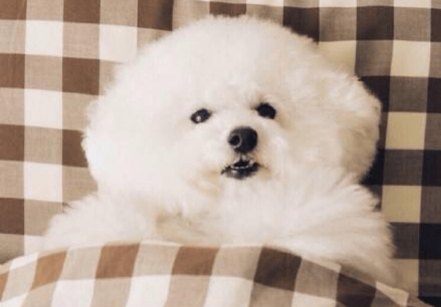 比熊犬一天喂多少,这些禁忌你不得不看