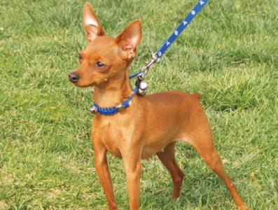 小鹿犬吃什么狗粮好，教你只选对的不选贵的