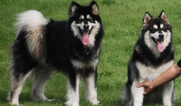 阿拉斯加吃什么好？只要是利于身体的都可以