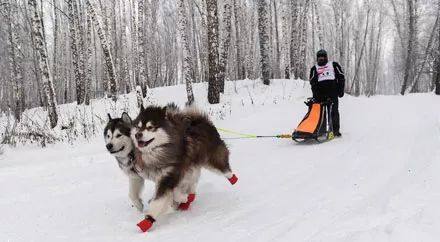 二哈是雪橇犬吗,人家的才是