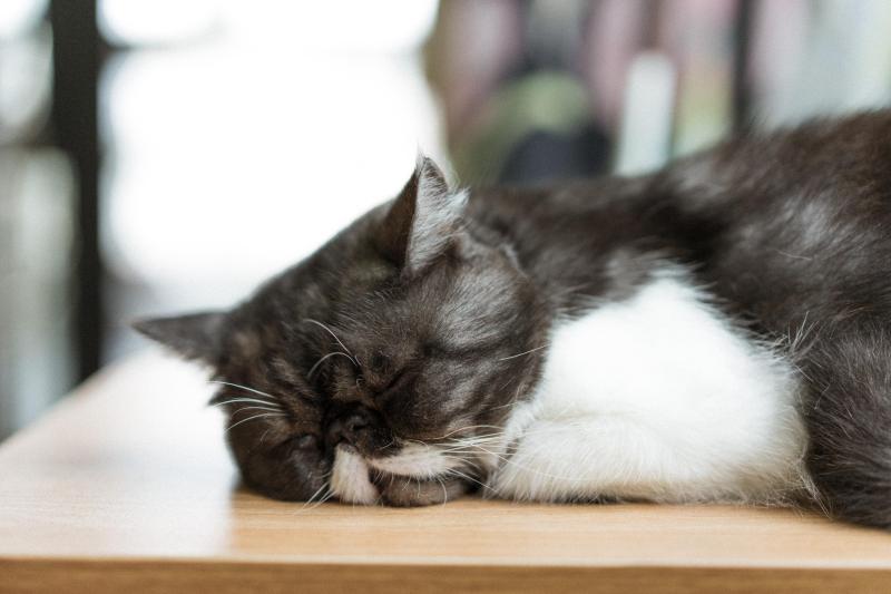 猫眼屎多是什么原因?多半是身体有异状