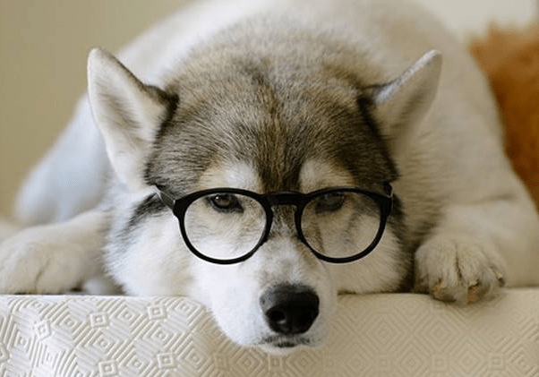 哈士奇幼犬出售价格，了解行情再行动