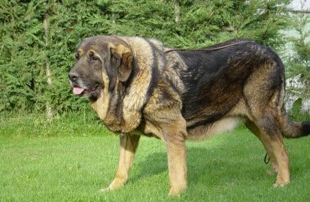 高加索犬性格怎么样,威猛身躯下柔弱的内心