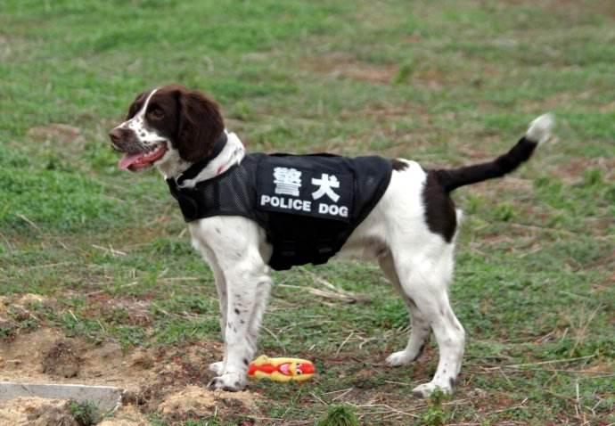 史宾格犬的训练方法,教几招简单易学的