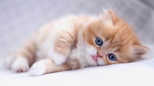 小猫不吃东西怎么办?可以这样来解决