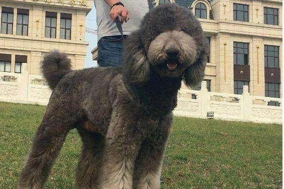 贵宾犬晚上不睡老叫怎么办?一定要学会这样来安抚