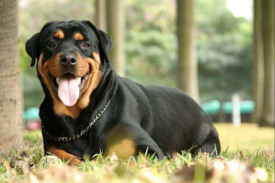 罗威纳犬怎么训练,掌握这些让它乖巧听话