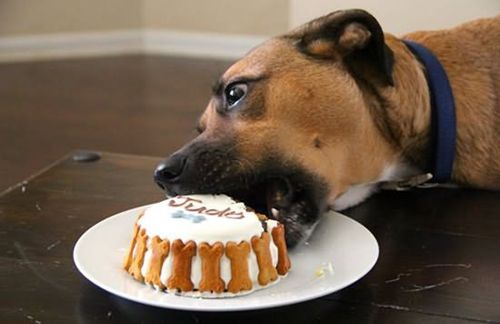 狗为什么不能吃巧克力,铲屎官必知。