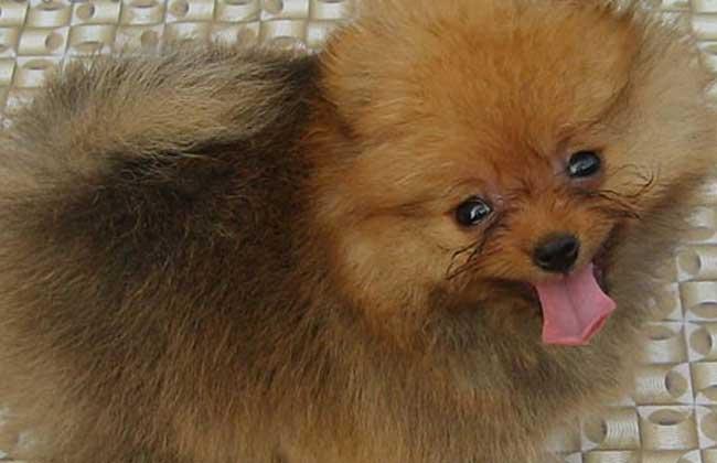 博美犬吃什么狗粮好