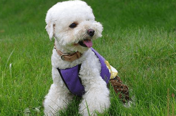 贵宾犬耳朵不长毛怎么办?排查下这些原因