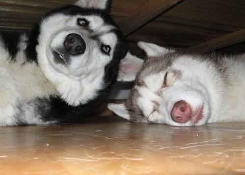 哈士奇搞笑图片，二哈称谓名不虚传