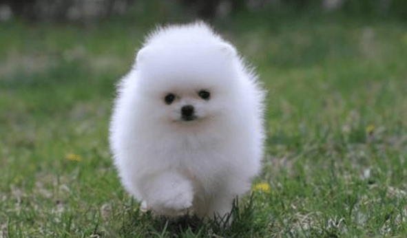 博美老是流眼泪怎么回事？要注意这些方面的问题