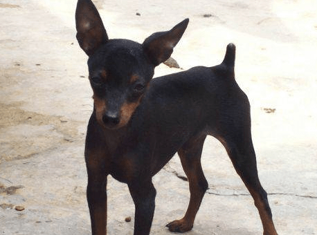 如何训练小鹿犬?小鹿犬训练要点