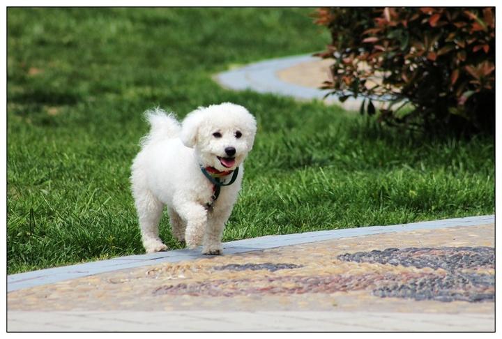 被宠物狗咬了怎么办?视情况来选择是否去医院