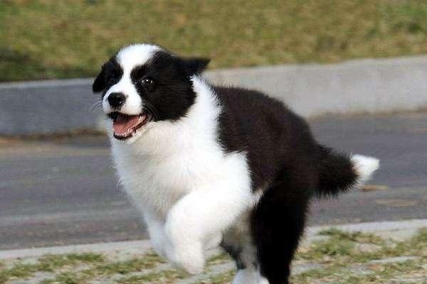 边境牧羊犬怎么看品相，请注意这几点