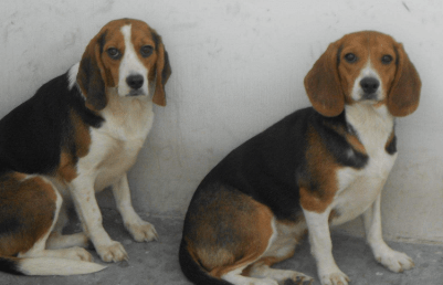 比格犬的性格很温顺么?其实并没有那么温顺