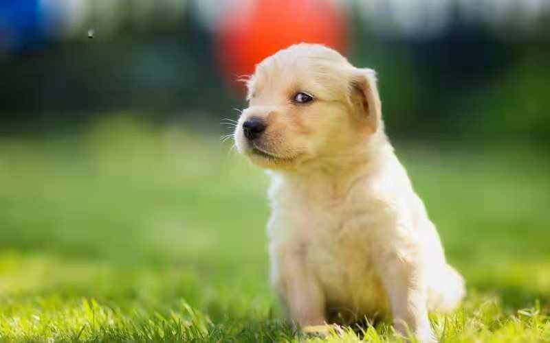 如何训练金毛犬?高智商的狗子得这样来