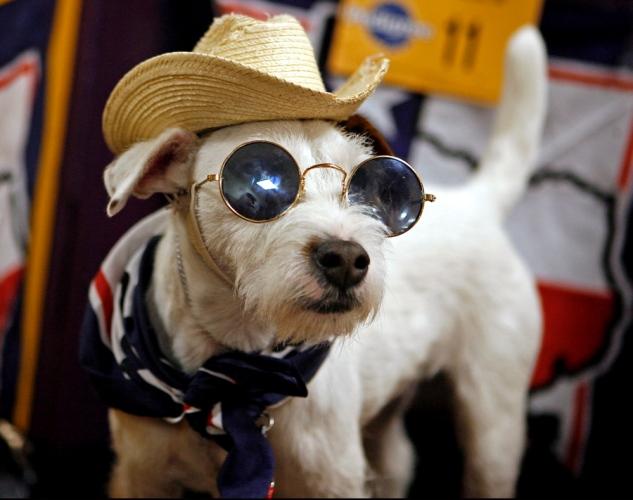 狗狗感冒怎么办?分情况对症下药