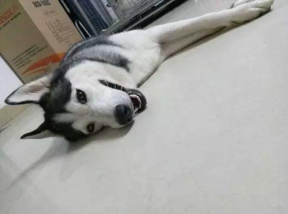 哈士奇吃什么？看完你会大吃一惊