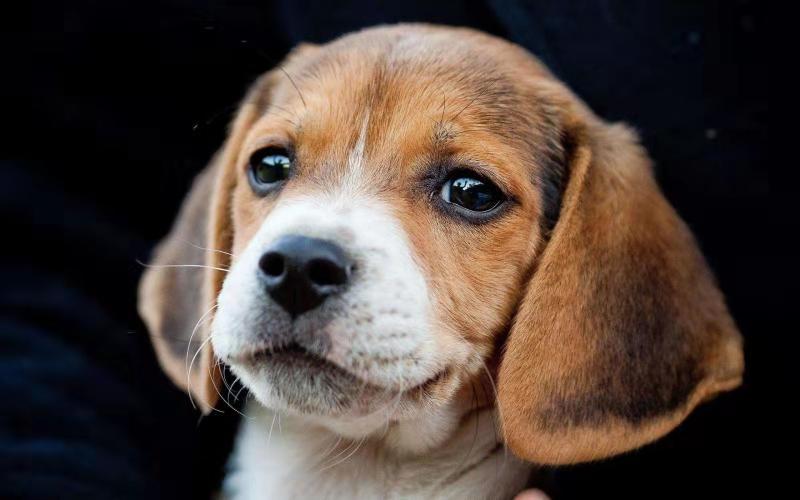 比格犬如何训练,了解比格犬训练小技巧