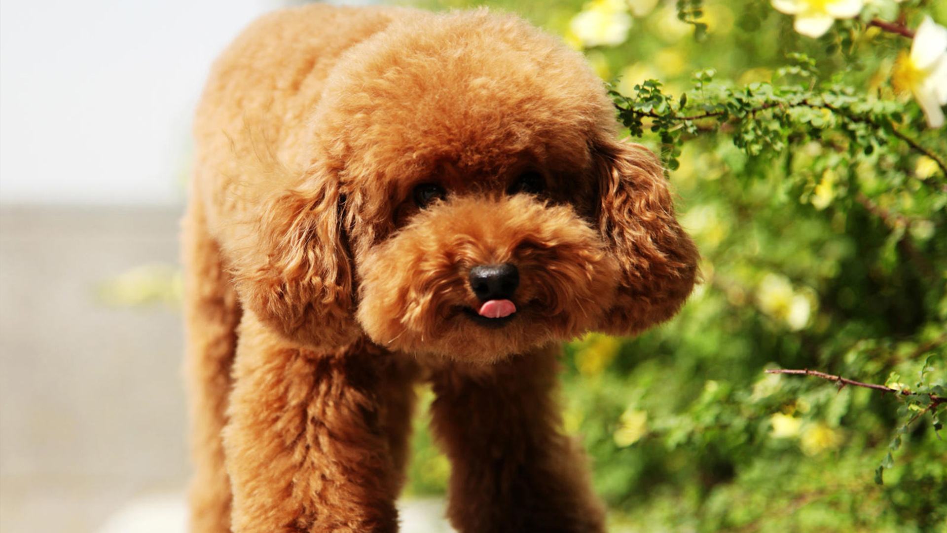 泰迪狗可以吃米饭吗?  还是喂点好的吧