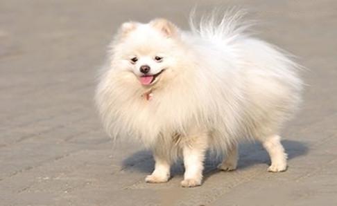 爱斯基摩犬多少钱一只?看品相来估价