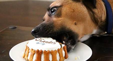 狗可以吃巧克力吗,千万记住这一点