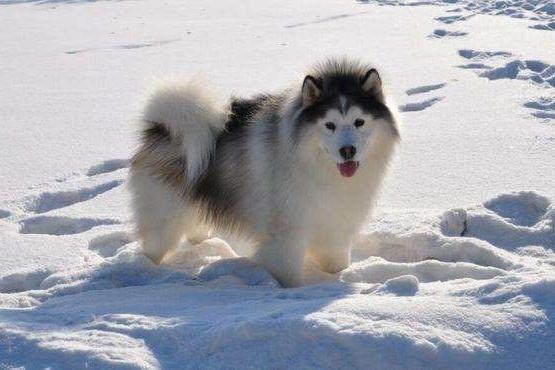 贵宾犬吐拉血怎么办?一定要引起重视