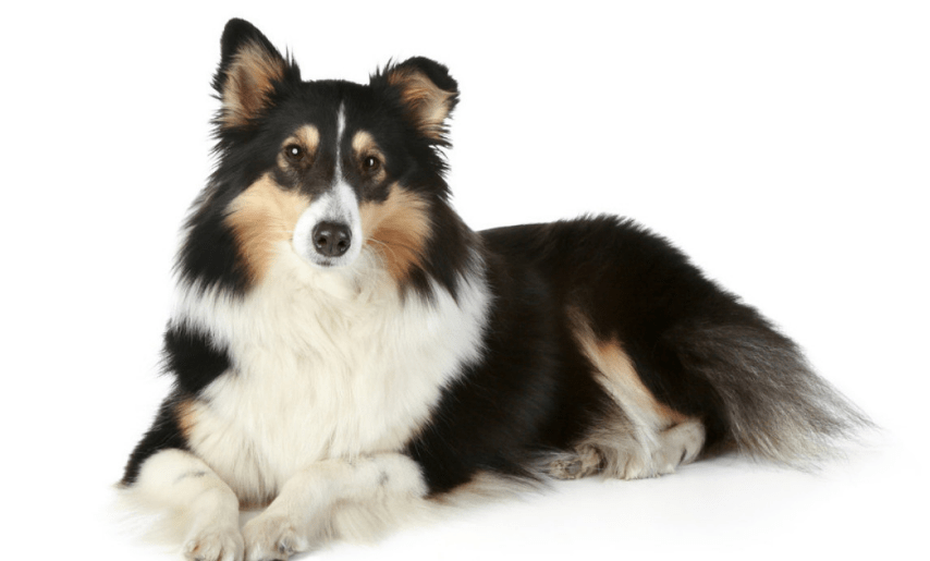 宠物狗智商排名,颜值不够智商来凑