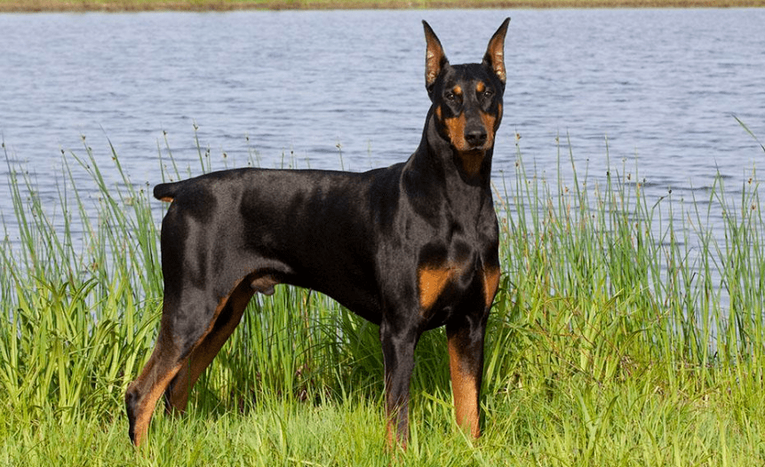 杜宾犬和马犬哪个厉害？比比差距真不小