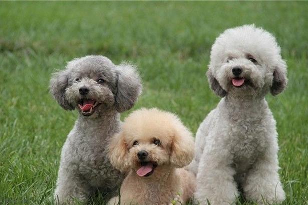 贵宾犬吐拉血怎么办?一定要引起重视