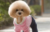 白色贵宾犬多少钱一只,价格区间在这里