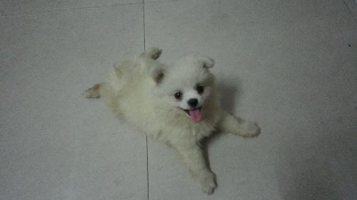 博美发烧什么症状，最明显的就是精神不佳