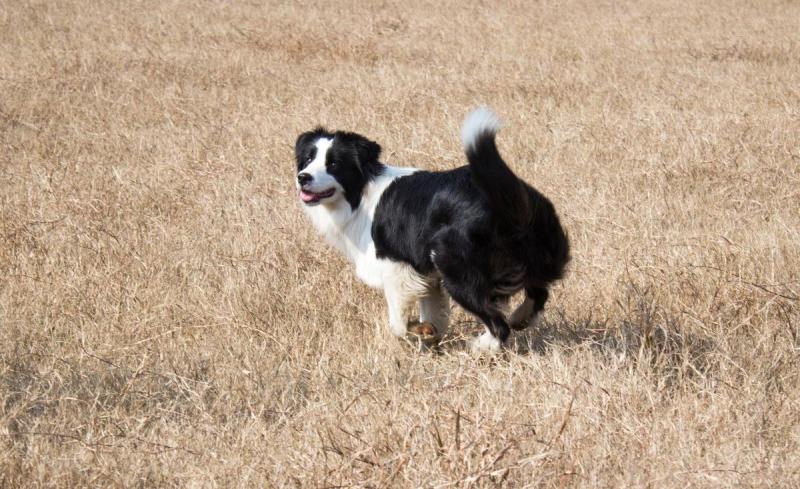 边境牧羊犬吃米饭吗？主要就是一个量的问题