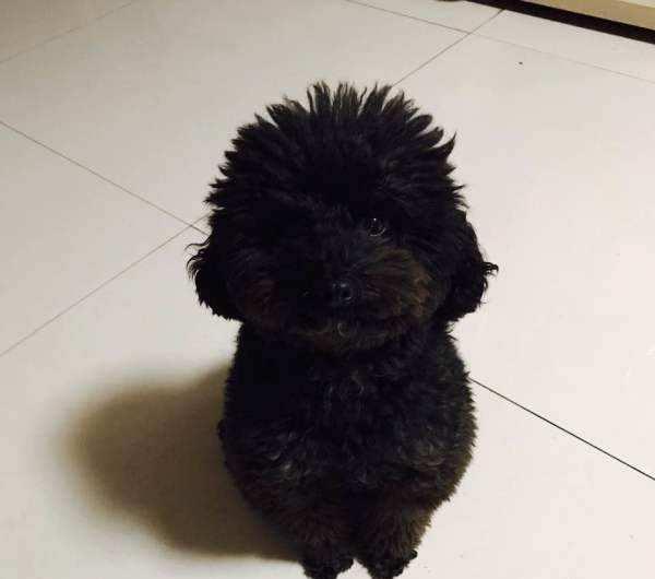 黑色泰迪怎么看纯不纯?这几点记住了