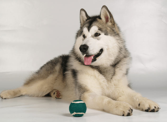 阿拉斯加一般多少钱？跟血统地域平台关系大