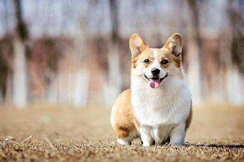 如何为您的宠物选择合适的食物,只需注意这些方面就行了